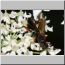 Phaenolobus terebrator - Schlupfwespe m01e 13mm - Sandgrube Niedringhaussee det06.jpg